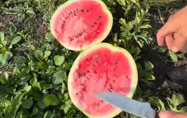 Арбузы из Львовской области