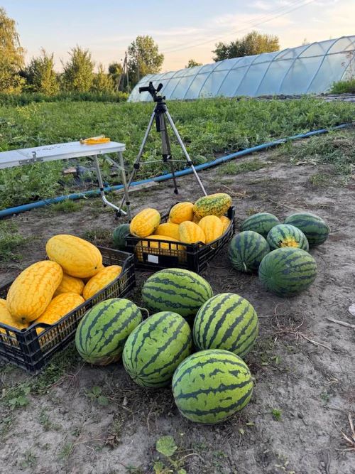 Початок збору врожаю кавунів на Львівщині