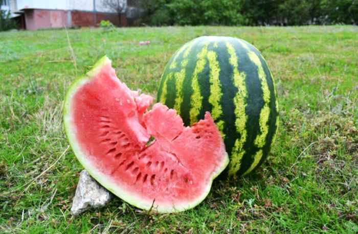 Кавун Продюсер