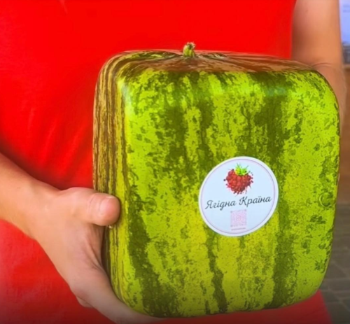 &laquo;Ягідна країна&raquo; виростила квадратні кавуни