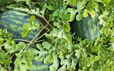 Арбузы с Черниговщины