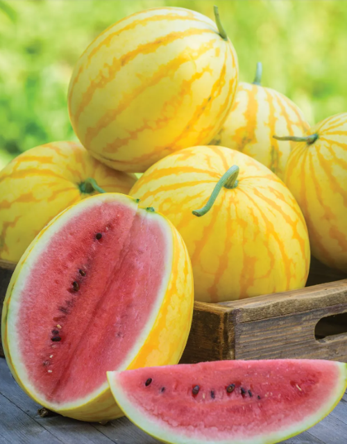 врожайний та стійкий до хвороб кавун Ред ін голд