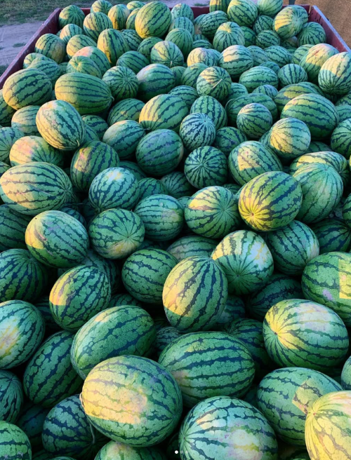 Кавуни з Чернігівщини від &laquo;Ягідної країни&raquo;