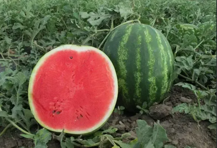  Кавун Вікторія