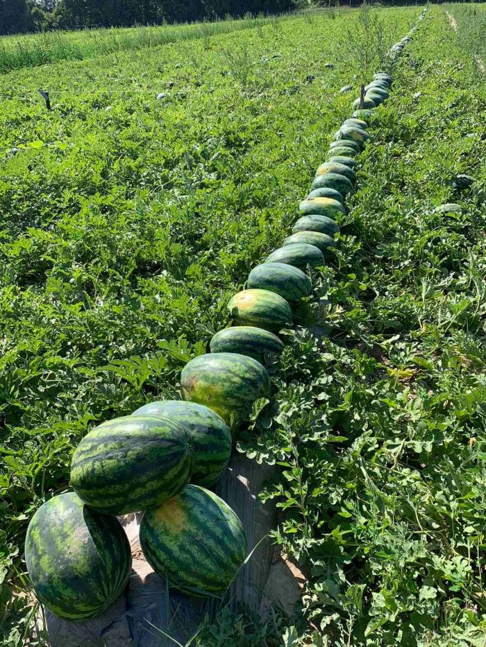 Врожай кавунів на Чернігівщині