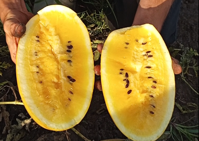 Кавун Жако всередені жовтий