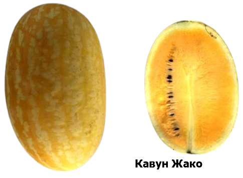 Кавун Жако1