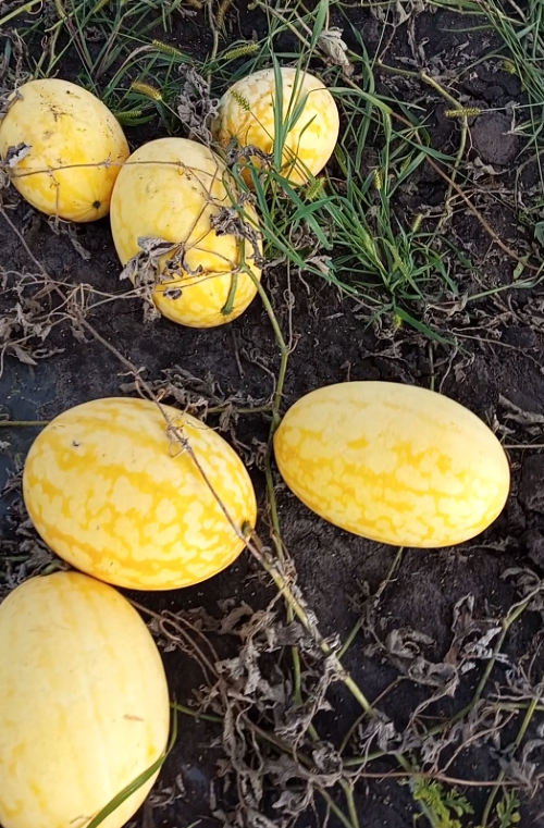 Ось такі кавуни Жако ростуть в Житомирській області