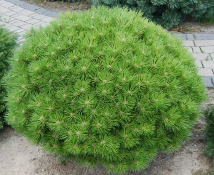 Сосна Бамбіно