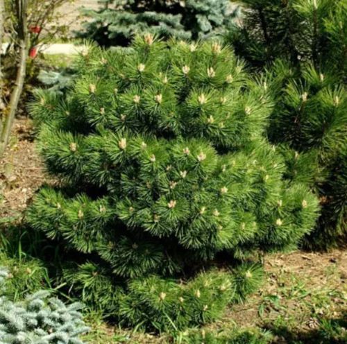 Сосна Хорнібрукіана