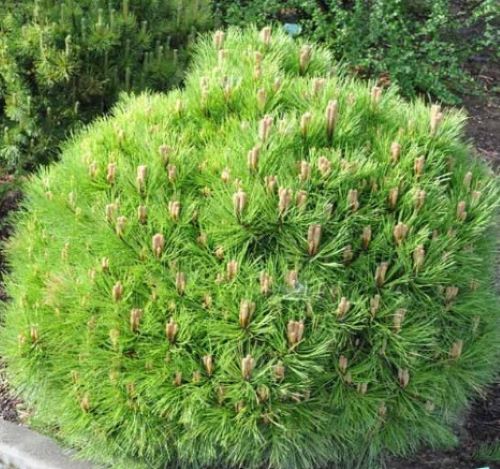 Сосна Марія Брегон