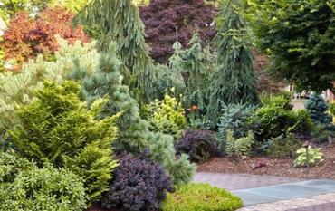 Щеплені хвойні: яка технологія та чому ціна вища