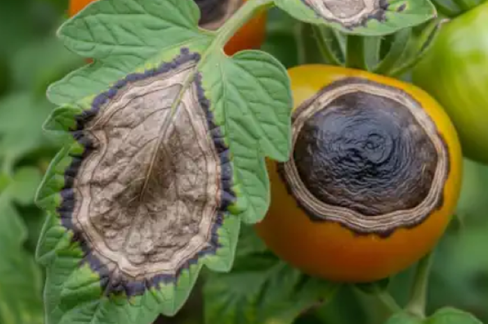 Альтернаріоз томатів