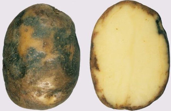 Фітофтороз картоплі