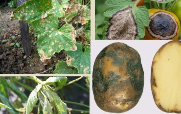 Основные болезни овощных культур и методы борьбы