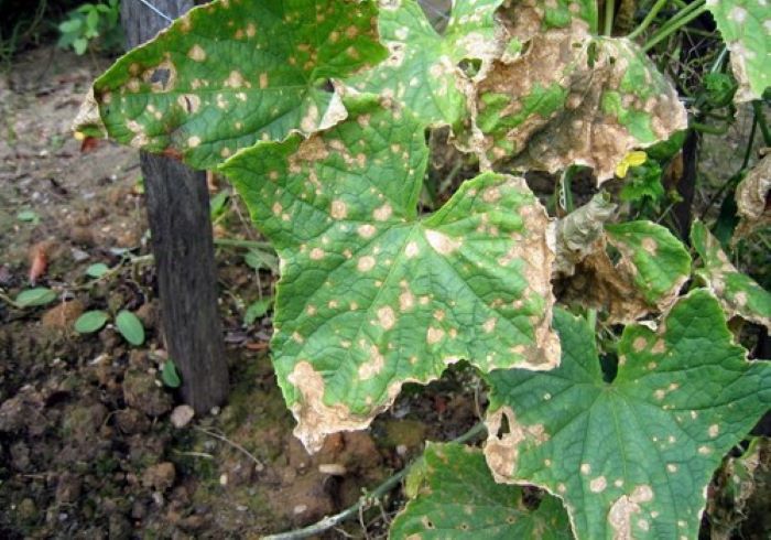 Антракноз огірків 