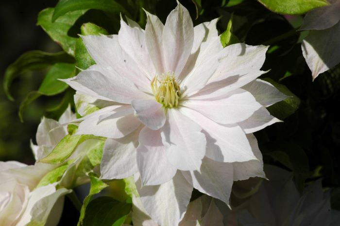 Ніжна біла квітка клематису Dancing Dorien