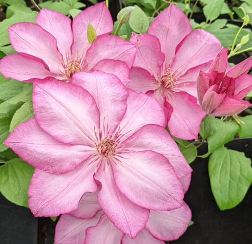 Елегантна квітка клематису Liberty