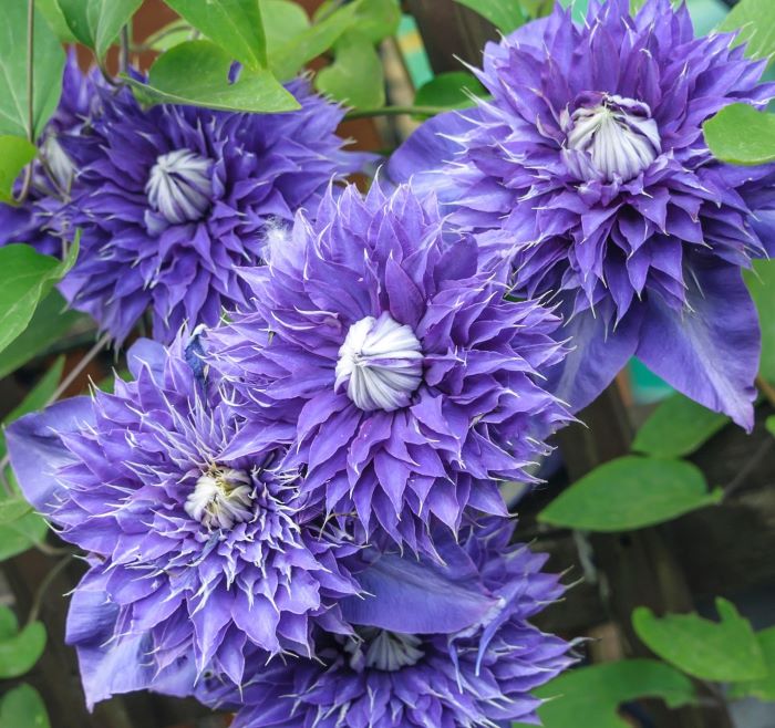 Клематис Multi Blue з великими махровими квітами