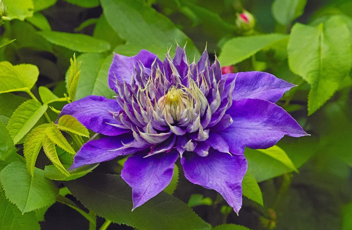 Клематис Multi Blue має махрові квіти насиченого фіолетово-синього кольору