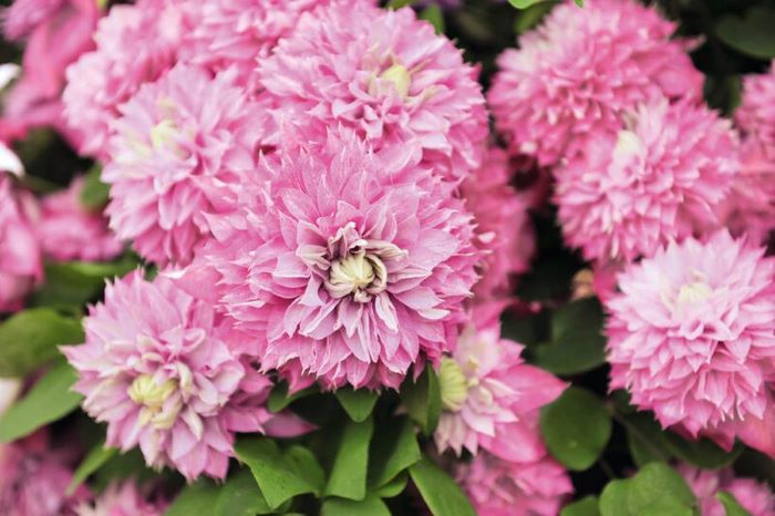 Махрові квіти клематису Multi Pink