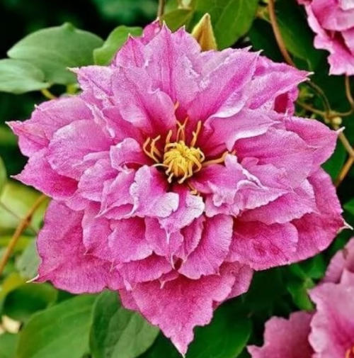 Яскрава квітка клематису Multi Pink