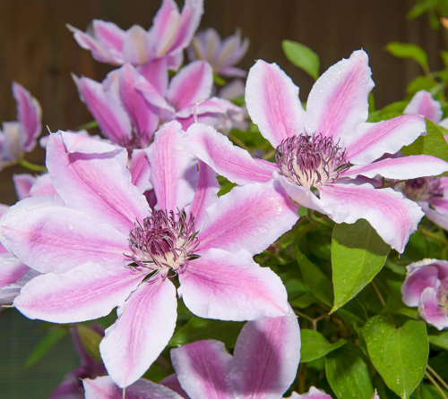 В клематисі Nelly Moser рожеві пелюстки з білою облямівкою