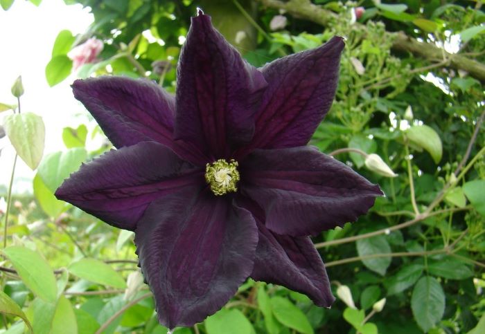 Клематис  Romantika – романтичний акцент вашого саду