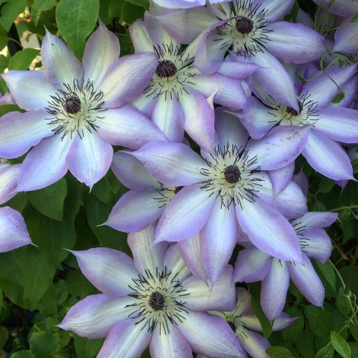 Клематис Ivan Olsson – сама ніжність