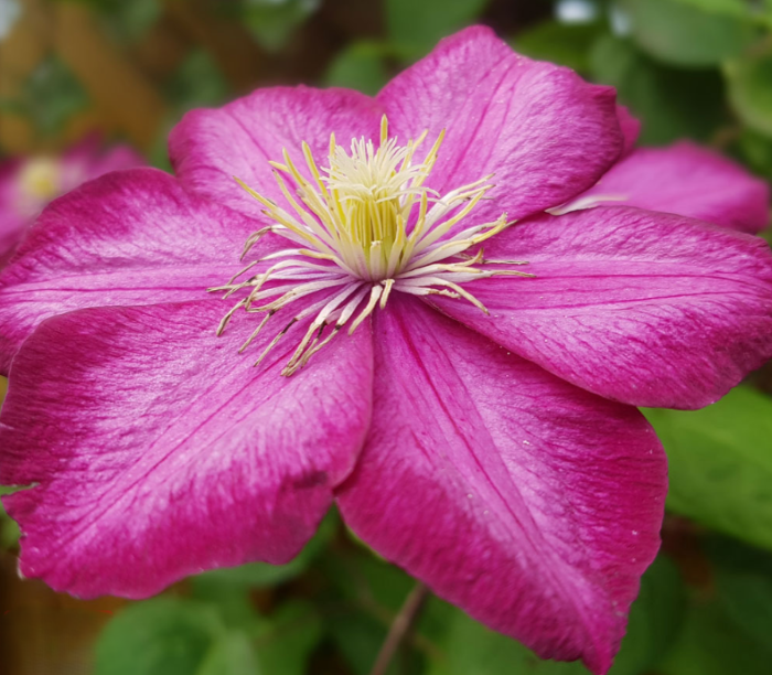 Квітка клематису Piilu