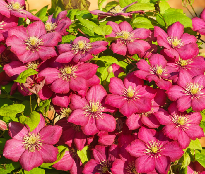 Рясне квітування климатису Piilu