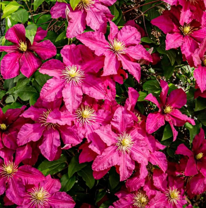 Клематис Ernest Markham дуже рясно квітують з липня до жовтня