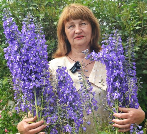 Дельфініум ніби зібрав у себе всю блакить світу