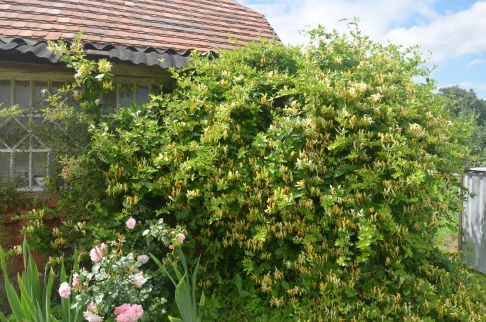 Декоративна жимолость