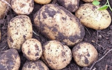 Лучший сорт раннего картофеля для себя и заработка