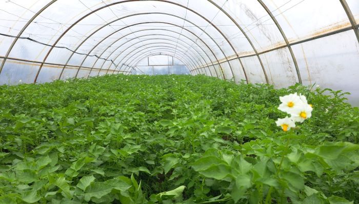 Теплиця родини Гутманів із Полтавщини