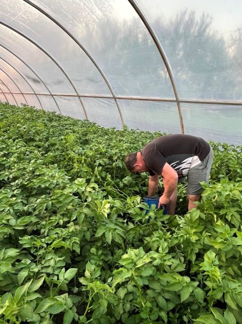 Ілля збирає картоплю на початку травня  