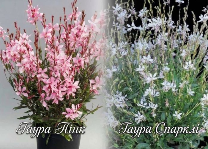 Білі та рожеві квіти гаури