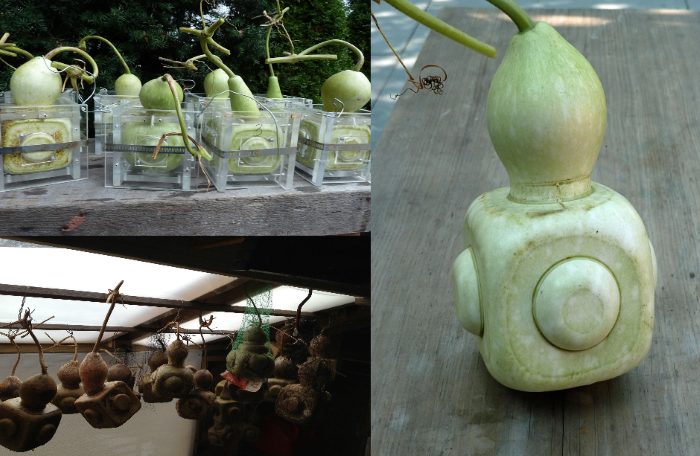 Як створюють форму лагенарії