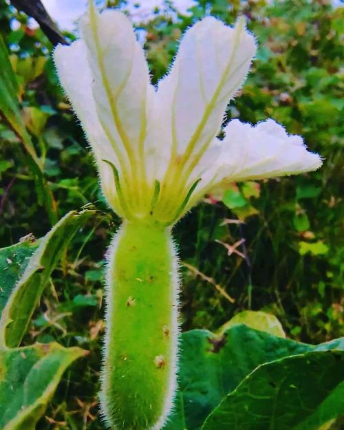 Квітка лагенарії&nbsp;