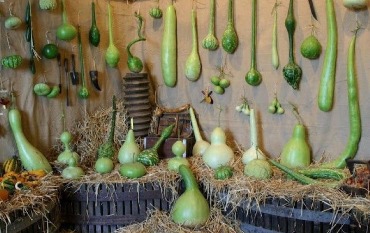 Лагенария: вкусные блюда, оригинальные сувениры