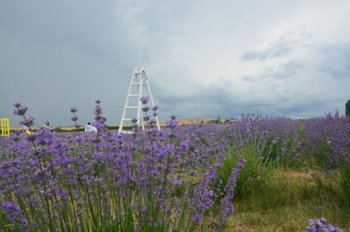 Порада для фотосесії на лавандовому полі