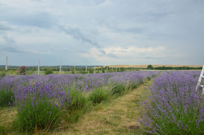 Там, де закінчуються слова, починається поле з лавандою