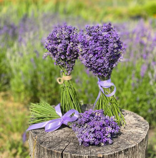 50 відтінків фіолетового!