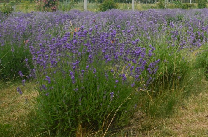 Саме вузьколиста лаванда вважається &laquo;справжньою&raquo;