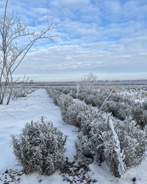 Лаванда навіть взимку виглядає неймовірно