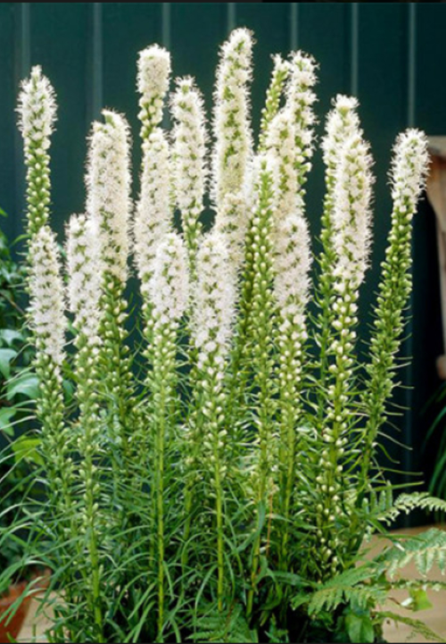 Ліатріс колосковий Floristan Weiss