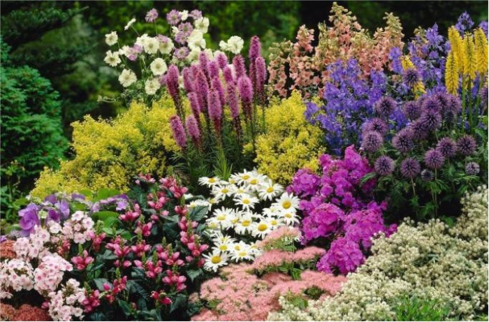 Ліатриси пишно височіють над ромашками, очитками, флоксами та гіпсофілою