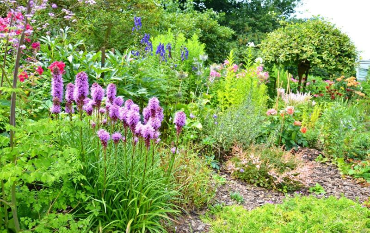 Лиатрис: посадка уход и использование в ландшафте