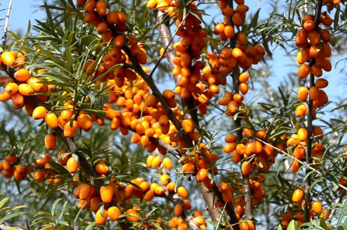 Сорт обліпихи Лейкора